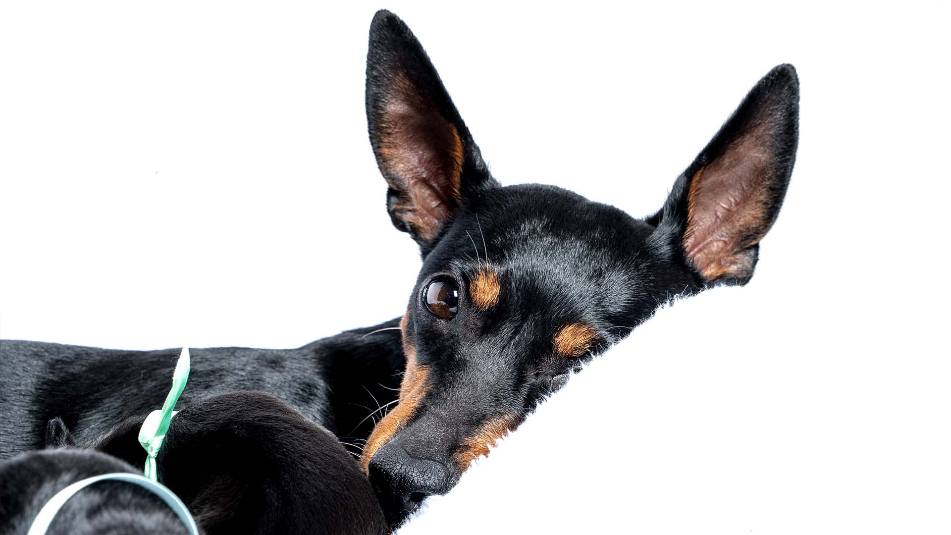 english toy terrier puppy