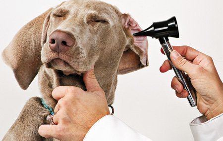 Guide to Deafness in Dogs