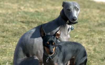 ETTs and Whippets