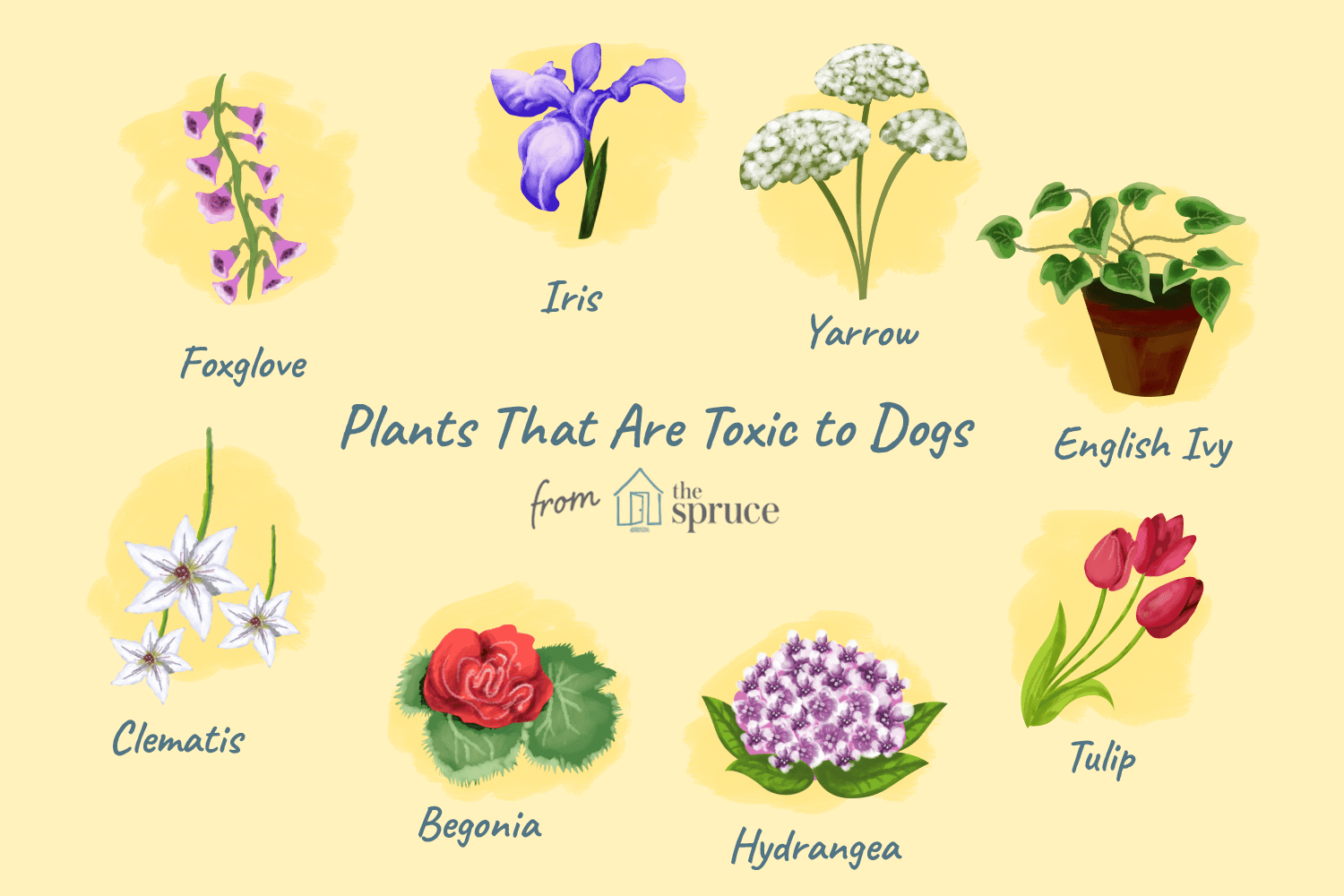 Are Flowers Poisonous To Dogs
