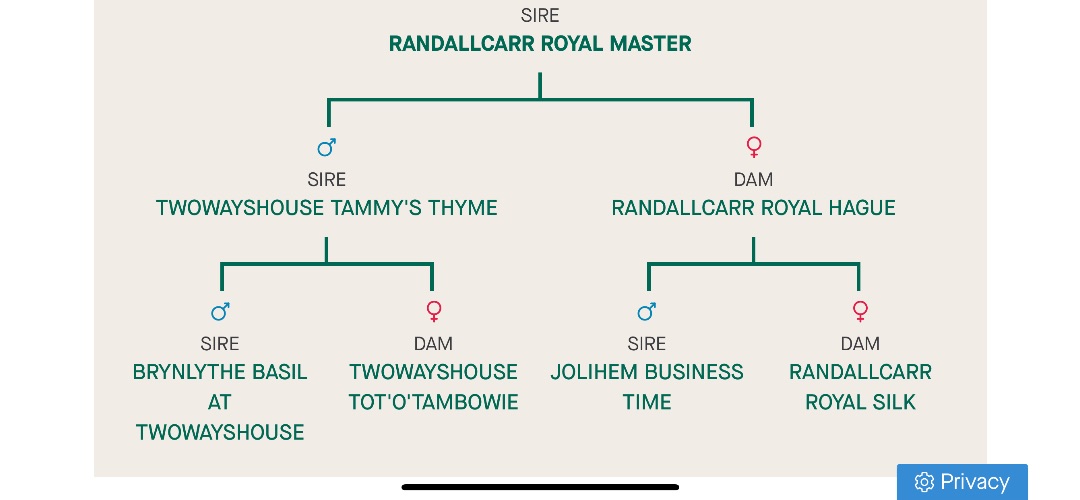 Randallcarr Royal Master