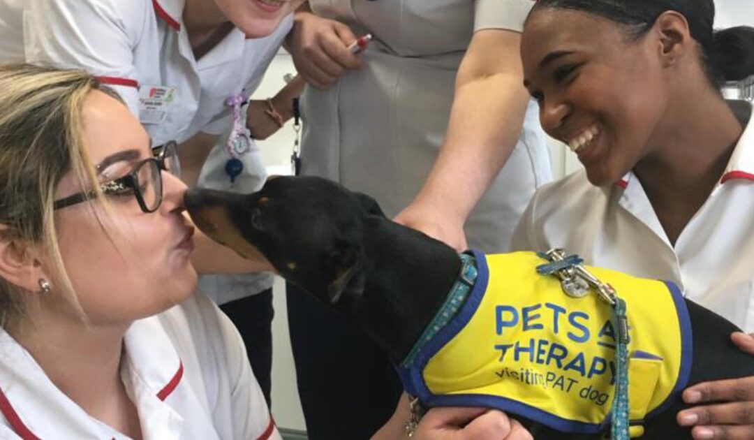 Life as a Pets As Therapy dog